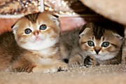 сестрички тикированные